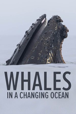 whales_in_a_changing_ocean