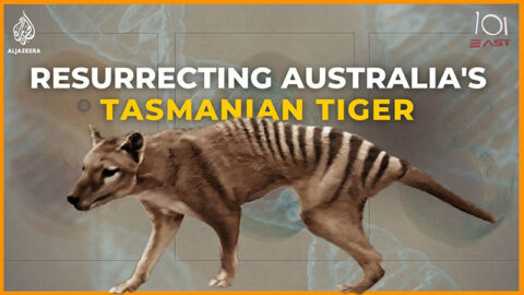 tasmanian-tiger